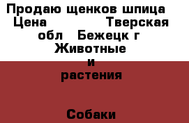 Продаю щенков шпица › Цена ­ 15 000 - Тверская обл., Бежецк г. Животные и растения » Собаки   . Тверская обл.
